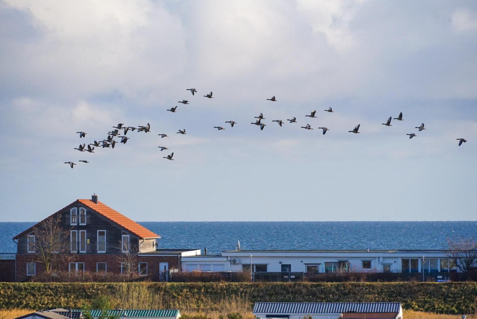 Apartment Mit Meerblick Heringsdorf  Eksteriør bilde